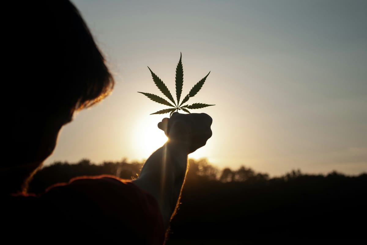 Confused About Cannabis, Hemp, Marijuana, CBD, and THC?